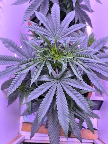 unknown strain 1st grow — vegetative, day 29
