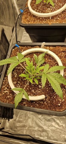 New Strains — vegetative, day 29