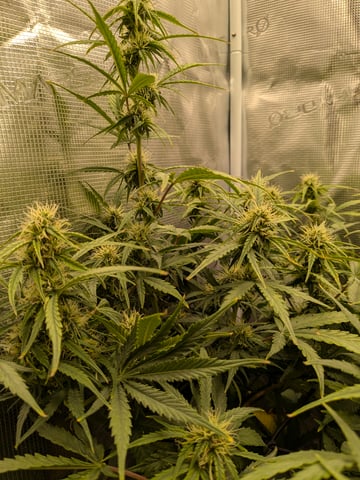 first grow — flower, day 46