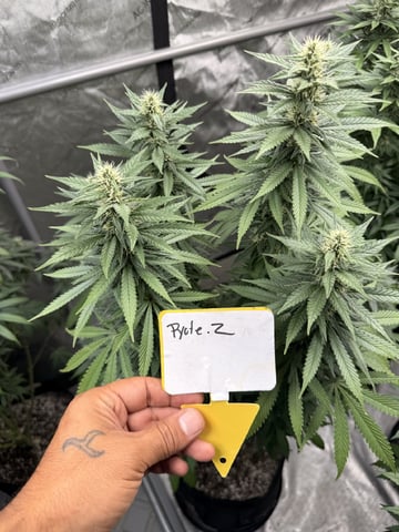 Goofy’s Grow  — flower, day 95