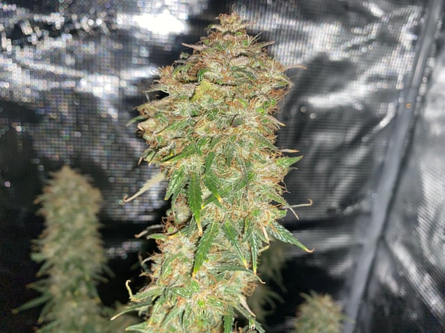 Auto Run #1 2025-2026 — flower, day 100