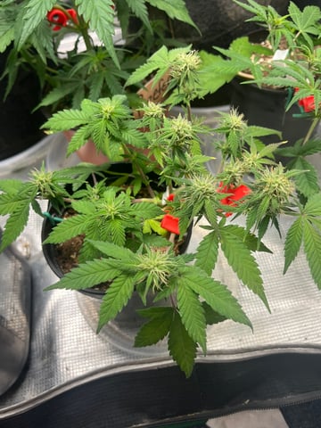 32oz Container Grow — auto, day 24