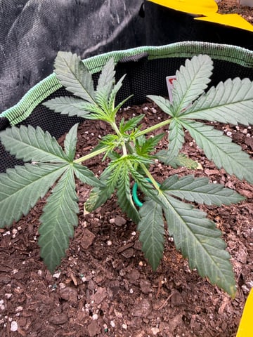 Indoor & Outdoor Grow 6 — vegetative, day 8