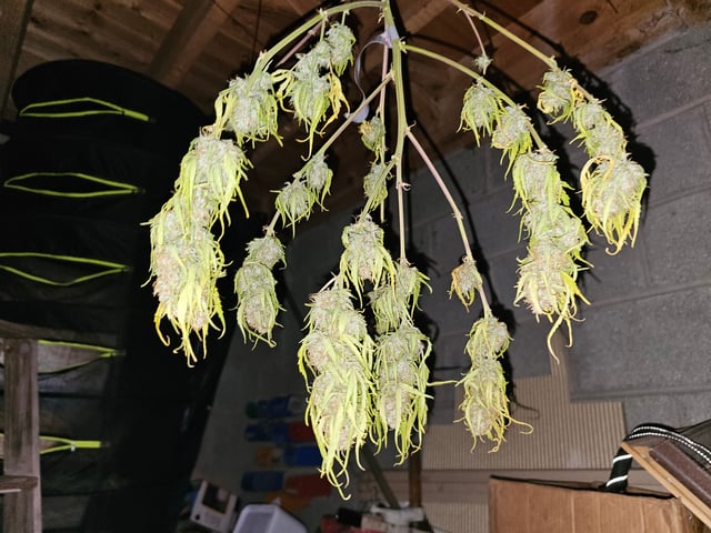 candy bubatz xl — grow_setup, day 12