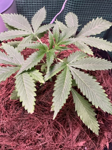 Outdoor Green House — vegetative, day 18