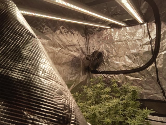 Blueberry critical kush x purple peyote wifi  and one L.a kush cake . — seedling_rooting, day 20