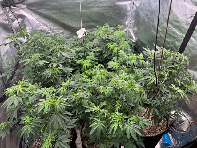 Hollywood Headband and LimeHeads  — vegetative, day 102