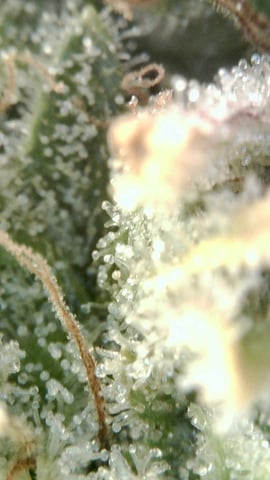 grow 3 — flower, day 58