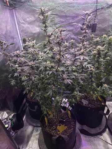 4 strains in 1 tent — flower, day 97