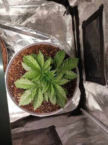 Gorilla Sherbert Feminized From Blimburn Seeds  — vegetative, day 19