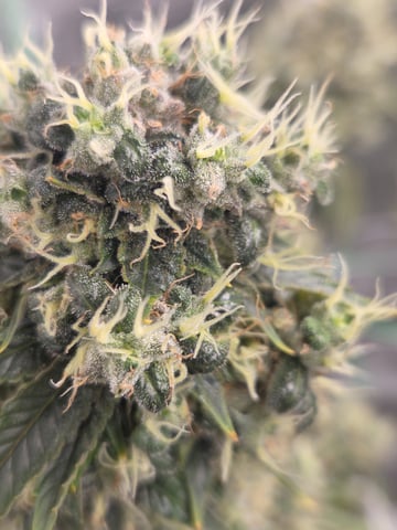 new bee's  — vegetative, day 45