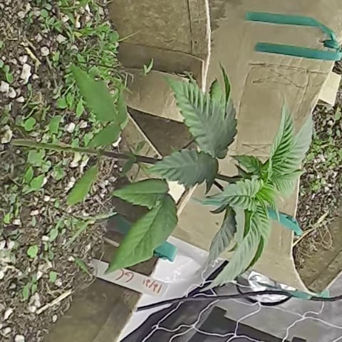 new tent — seedling_rooting, day 39