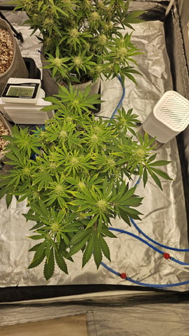Autos For The Rest Of Winter 🔥🔥😉 — germination, day 19