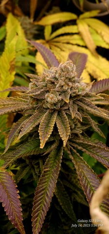 Punch Mints Pheno #2 — flower, day 56