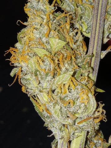   and one L.a kush cake . — flower, day 123