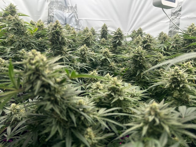 zunami s1 grounded genetics  — flower, day 78