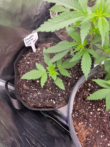 Pineapple Express  — vegetative, day 1