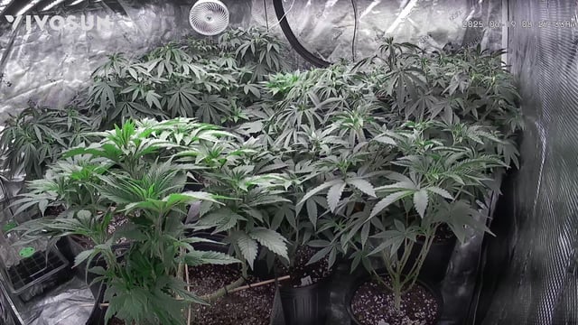 outdoor start/indoor 2025 — vegetative, day 89