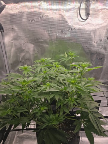 Northern lights #10 (Alaska) — flower, day 47