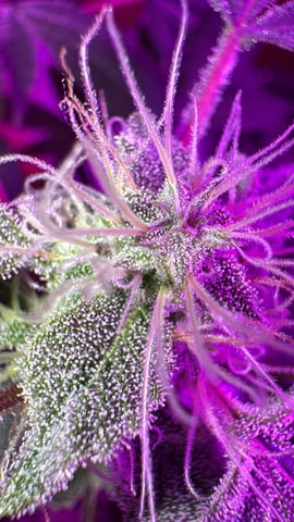 OG Kush — flower, day 104