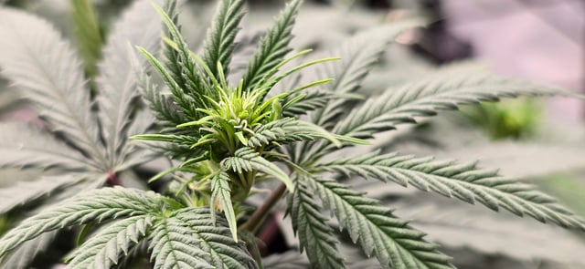 Smooth Nuggies (the future #1 & Pruple widow ) — flower, day 7