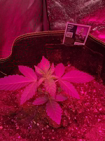 II — vegetative, day 11