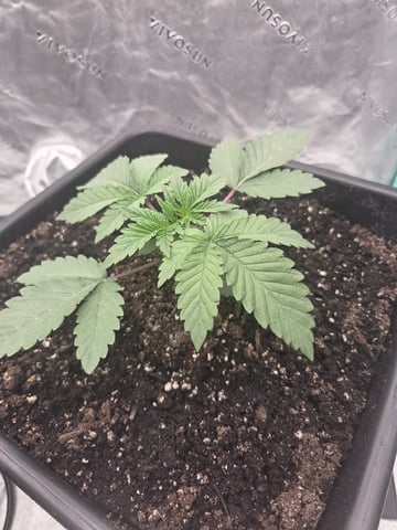 Relentless Genetics Trop Cherry S1 — vegetative, day 2