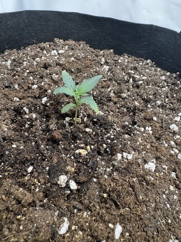 My First Grow — vegetative, day 9