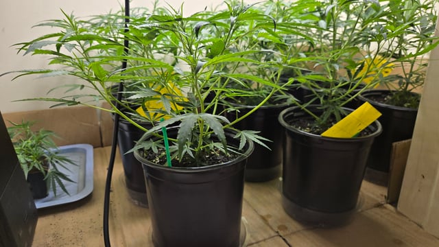 Blue Dream Clones — vegetative, day 15