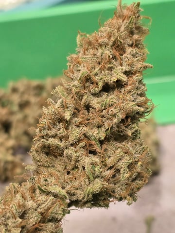 First Autoflower Indoor — harvest, day 44