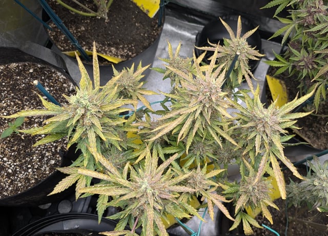 Mixed Grow — flower, day 120