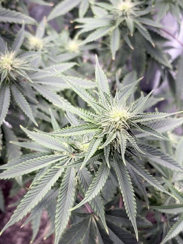 New LADIEZZ — flower, day 91