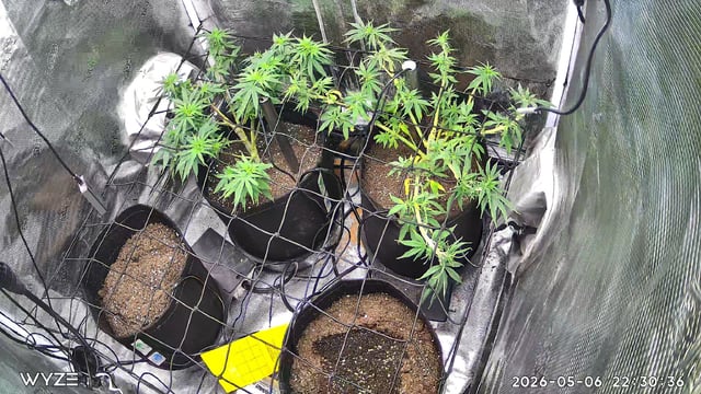 Blue Dream Feminized  — vegetative, day 68