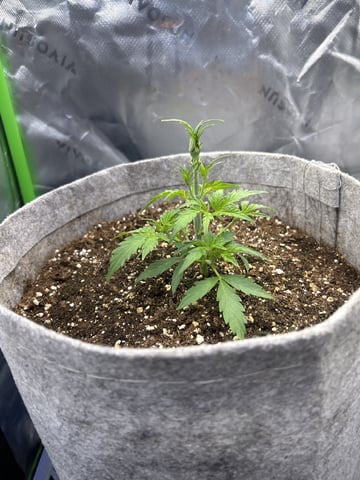 blue dream / berry ryder — auto, day 204