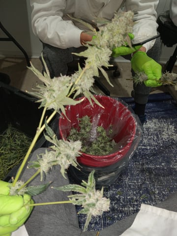 critical purple kush x peyote wifi  in the auto pot system tray 2 grow with added microhazian to the coco coir  — vegetative, day 28