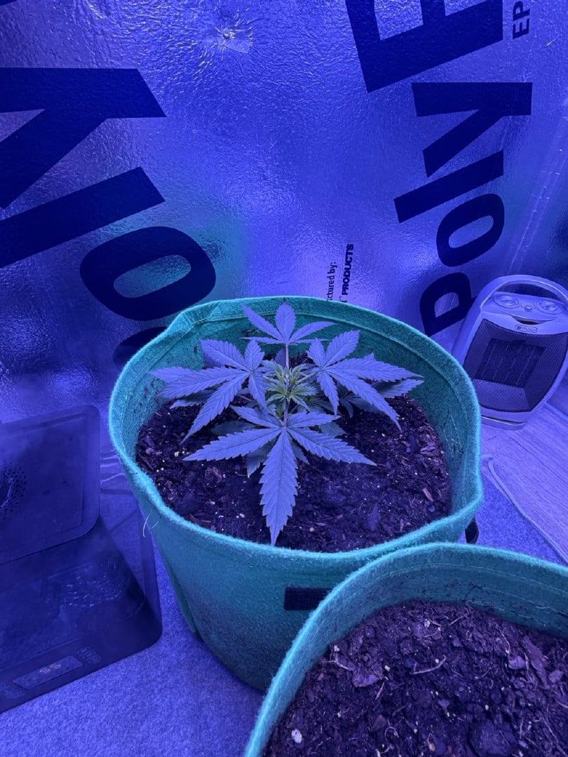 First time growing 
