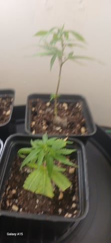  CUTTINGS  — vegetative, day 22