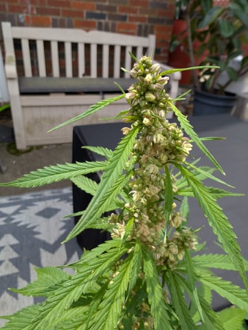 2026 Seedrun — vegetative, day 91