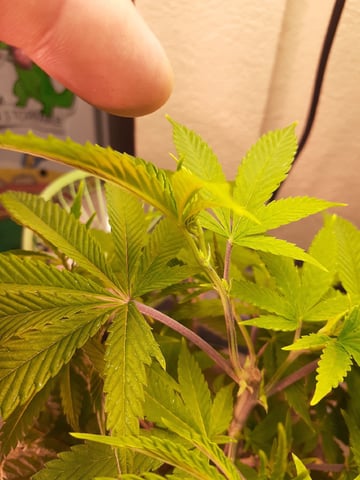 Sub Zero#12 Photoperiod Grow — vegetative, day 112