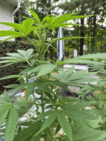 My First Grow