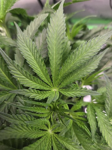Northern Lights / Banana Kush — flower, day 44