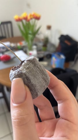 #1 momo (purple punch) — seedling_rooting, day 7