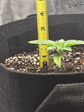 Northern lights #10 (Alaska) — vegetative, day 9