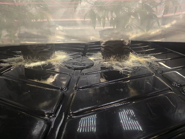 Dante's Inferno Rerun — vegetative, day 50