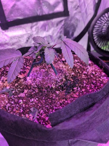 2025-26 — vegetative, day 12