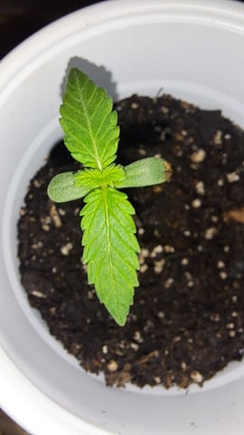 B2 — seedling_rooting, day 8