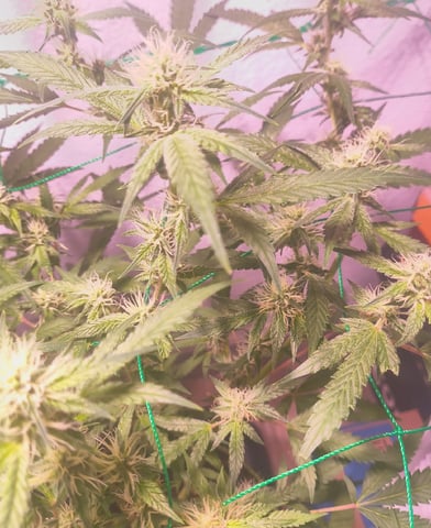 pineapple Express  — flower, day 10