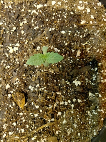 SUMMER 2026 — grow_setup, day 2