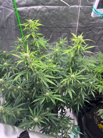 Blueberry auto — flower, day 78