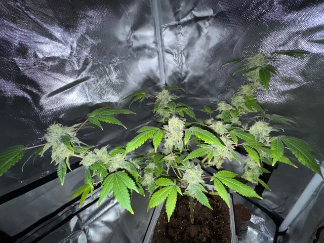 OG Kush — flower, day 137